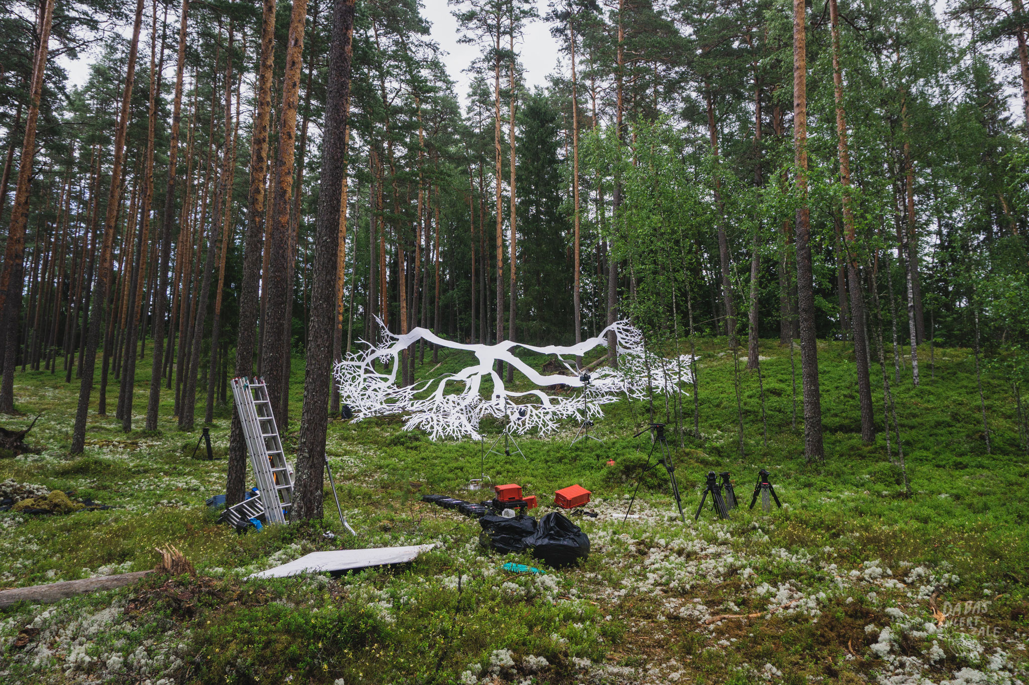 DK2020-Geastrum-foto-Marika-Latsone-19