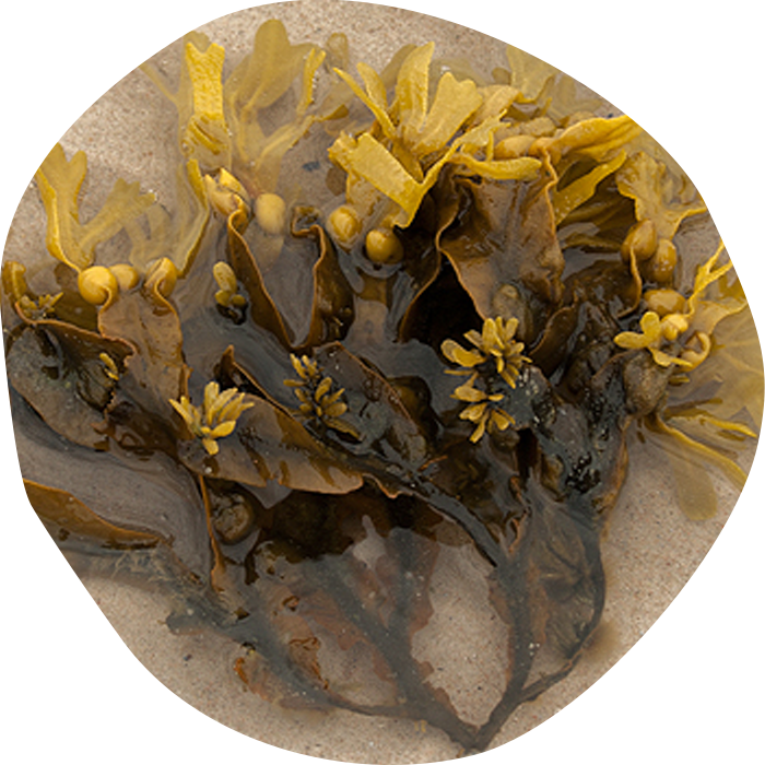varonis_2011_Fucus