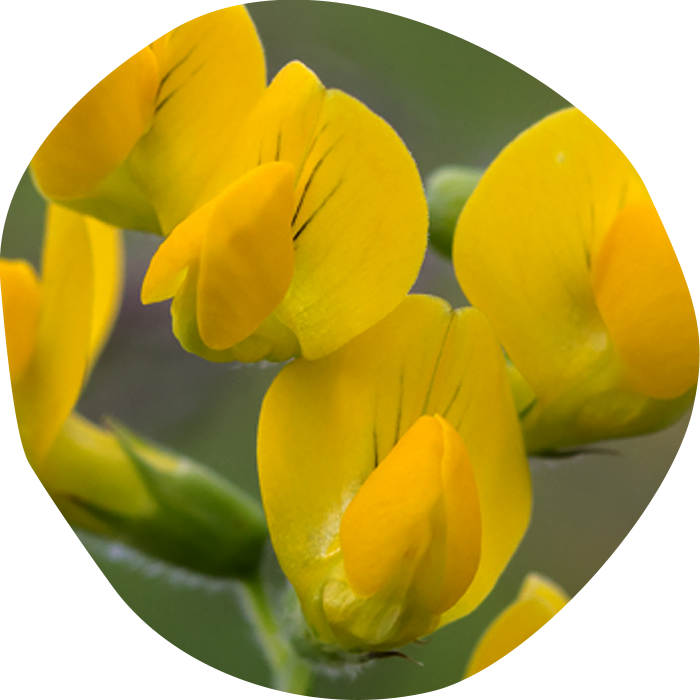 varonis_2015_Lathyrus